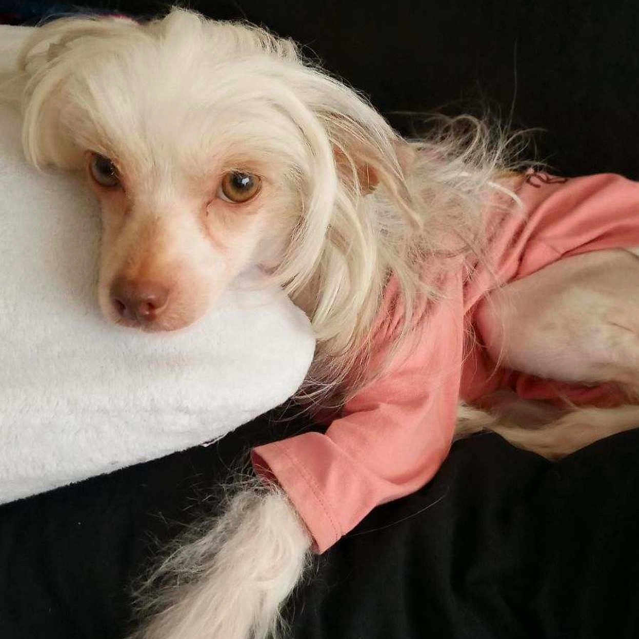 Hazel