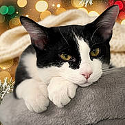 Buffy joined the competition — help win amazing prizes! black_and_white_cat, blanket, bokeh, cat, close_up, cozy, cute, feline, festive, holiday_lights, indoors, paw, pet, pine_branches, pink_nose, relaxed, resting, soft_texture, whiskers, winter