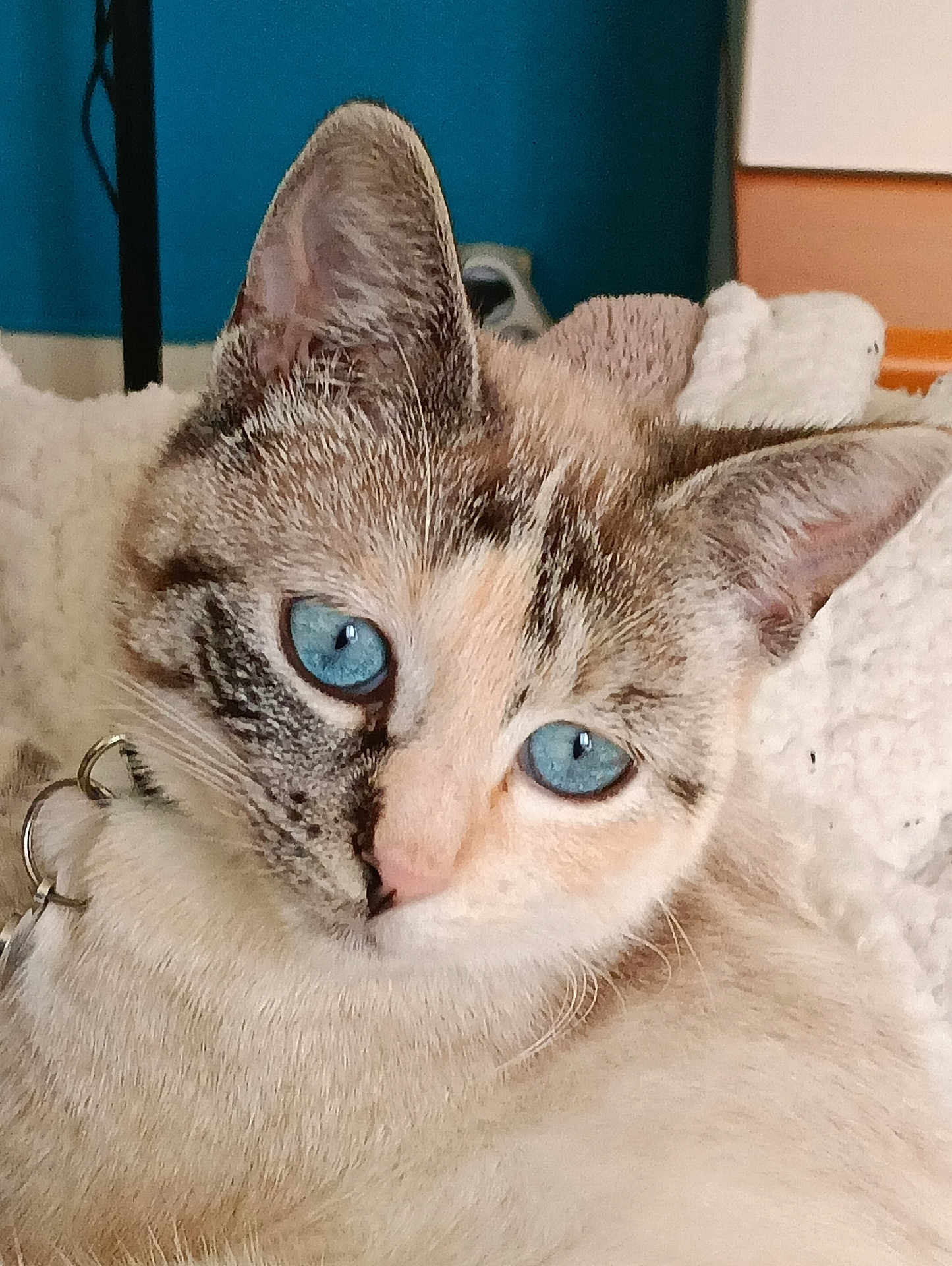 Athéna participe au concours pour gagner de l'argent avec cette photo : cat, blue_eyes, close_up, pet, feline, whiskers, fur, indoor, blanket, cozy, relaxed, animal, cute, portrait, ears, collar, domestic_animal, soft_texture, face, resting