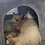 Appy participe au concours pour gagner de l'argent avec cette photo : animal, cat, cozy, cuddle, curious, cute, domestic, feline, furry, gray, house, indoor, kitten, paw, pet, resting, sleepy, small, snuggling, soft