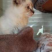 Appy a rejoint le concours — aidez-le/la à gagner de superbes lots ! animal, blanket, blinds, blue_eyes, cat, cat_tree, cozy, curious, cute, feline, fluffy, fur, indoor, kitten, paw_prints, pet, side_view, soft, window, young