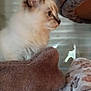 animal, blanket, blinds, blue_eyes, cat, cat_tree, cozy, curious, cute, feline, fluffy, fur, indoor, kitten, paw_prints, pet, side_view, soft, window, young