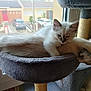 Appy a rejoint le concours — aidez-le/la à gagner de superbes lots ! animal, car, cat, cat_tree, cats, cozy, cuddle, daylight, domestic, feline, fluffy, fur, home, house, indoor, pet, relaxing, resting, suburban, window