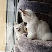 Appy participe au concours pour gagner de l'argent avec cette photo : cat, kitten, blue_eyes, fluffy, window, reflection, cat_tree, indoor, pet, animal, feline, curious, soft_light, gray, white, cute, young, companions, cozy, resting