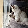 cat, kitten, blue_eyes, fluffy, window, reflection, cat_tree, indoor, pet, animal, feline, curious, soft_light, gray, white, cute, young, companions, cozy, resting