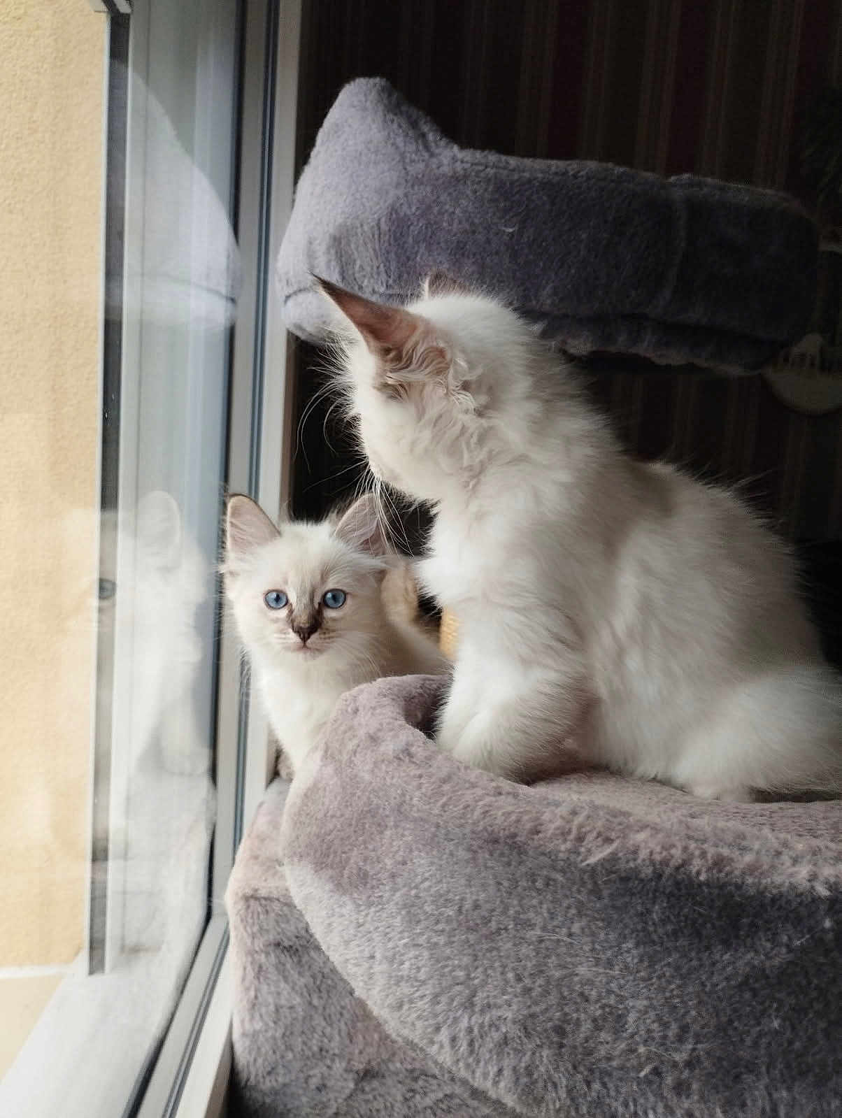 Appy participe au concours pour gagner de l'argent avec cette photo : cat, kitten, blue_eyes, fluffy, window, reflection, cat_tree, indoor, pet, animal, feline, curious, soft_light, gray, white, cute, young, companions, cozy, resting