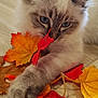 animal, autumn_leaves, blue_eyes, cat, close_up, cozy, curious, fur, indoor, kitten, orange_leaf, paw, pet, playful, red_leaf, soft_fur, whiskers, wooden_table, yellow_leaf, young_cat