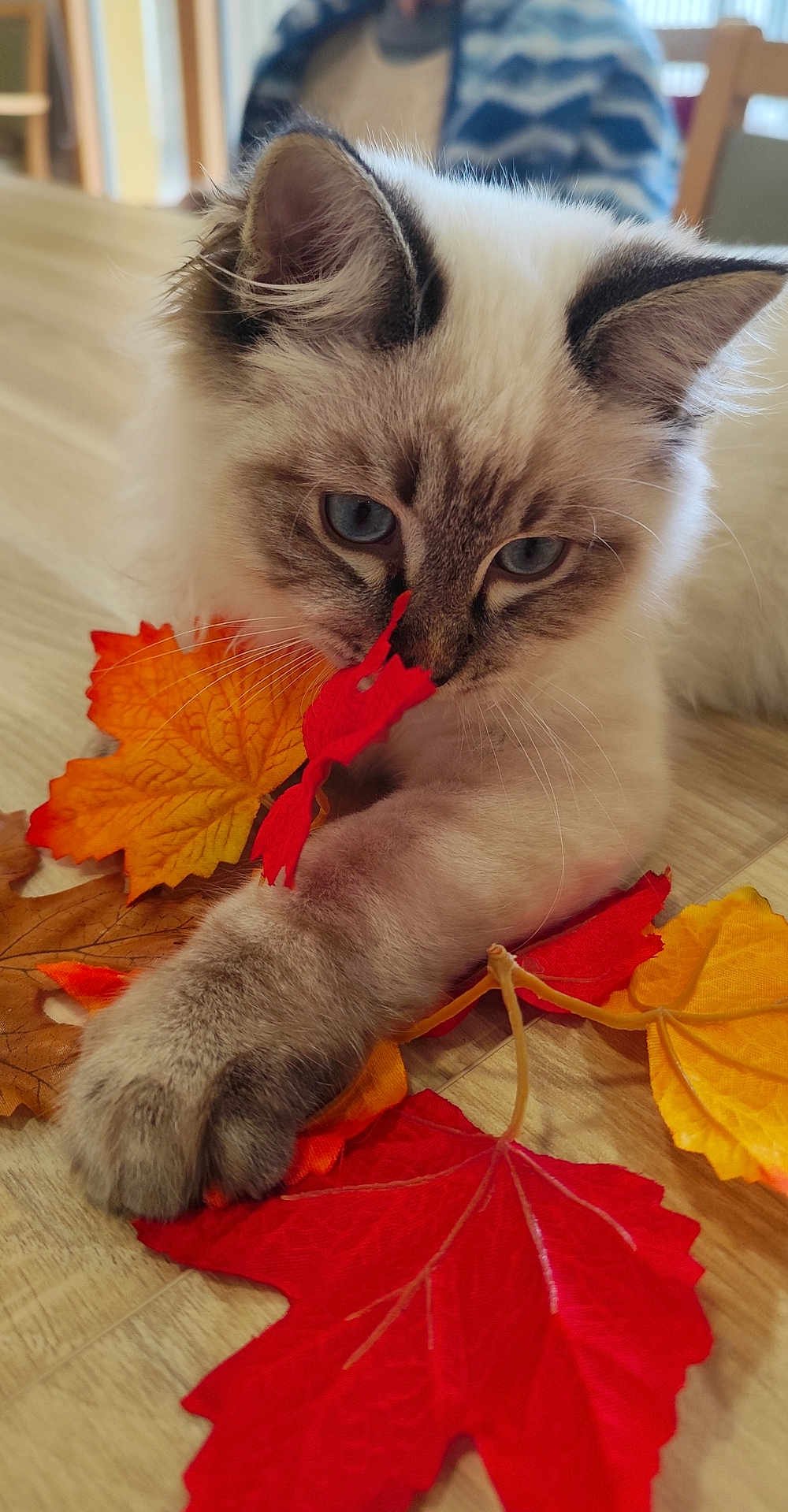 Appy participe au concours pour gagner de l'argent avec cette photo : animal, autumn_leaves, blue_eyes, cat, close_up, cozy, curious, fur, indoor, kitten, orange_leaf, paw, pet, playful, red_leaf, soft_fur, whiskers, wooden_table, yellow_leaf, young_cat