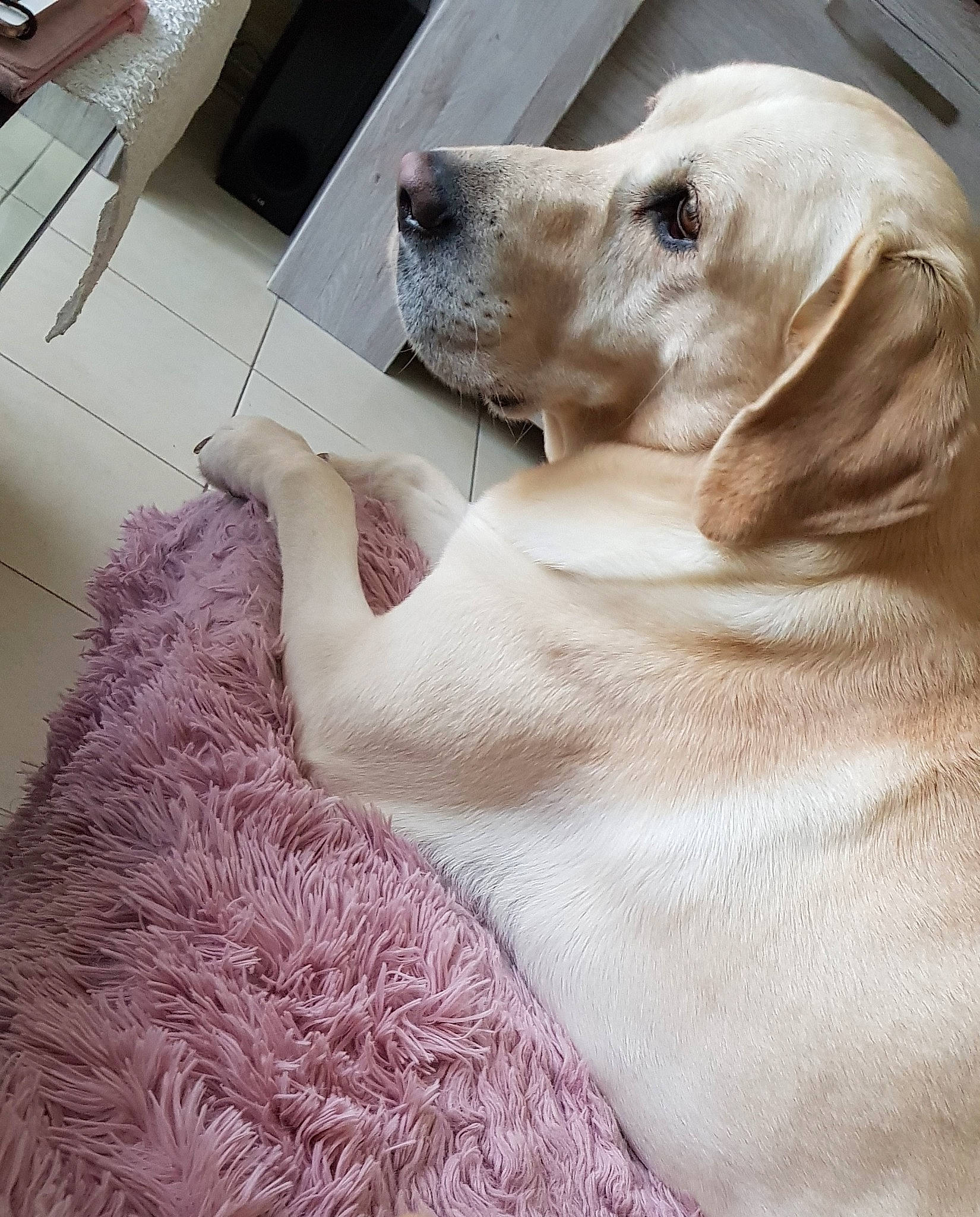 Balou a rejoint le concours — aidez-le/la à gagner de superbes lots ! beagador, canidae, carnivore, companion_dog, dog, dog_breed, ear, fawn, golden_retriever, labrador_retriever, mammal, nose, puppy, retriever, snout, sporting_group, tail, whiskers