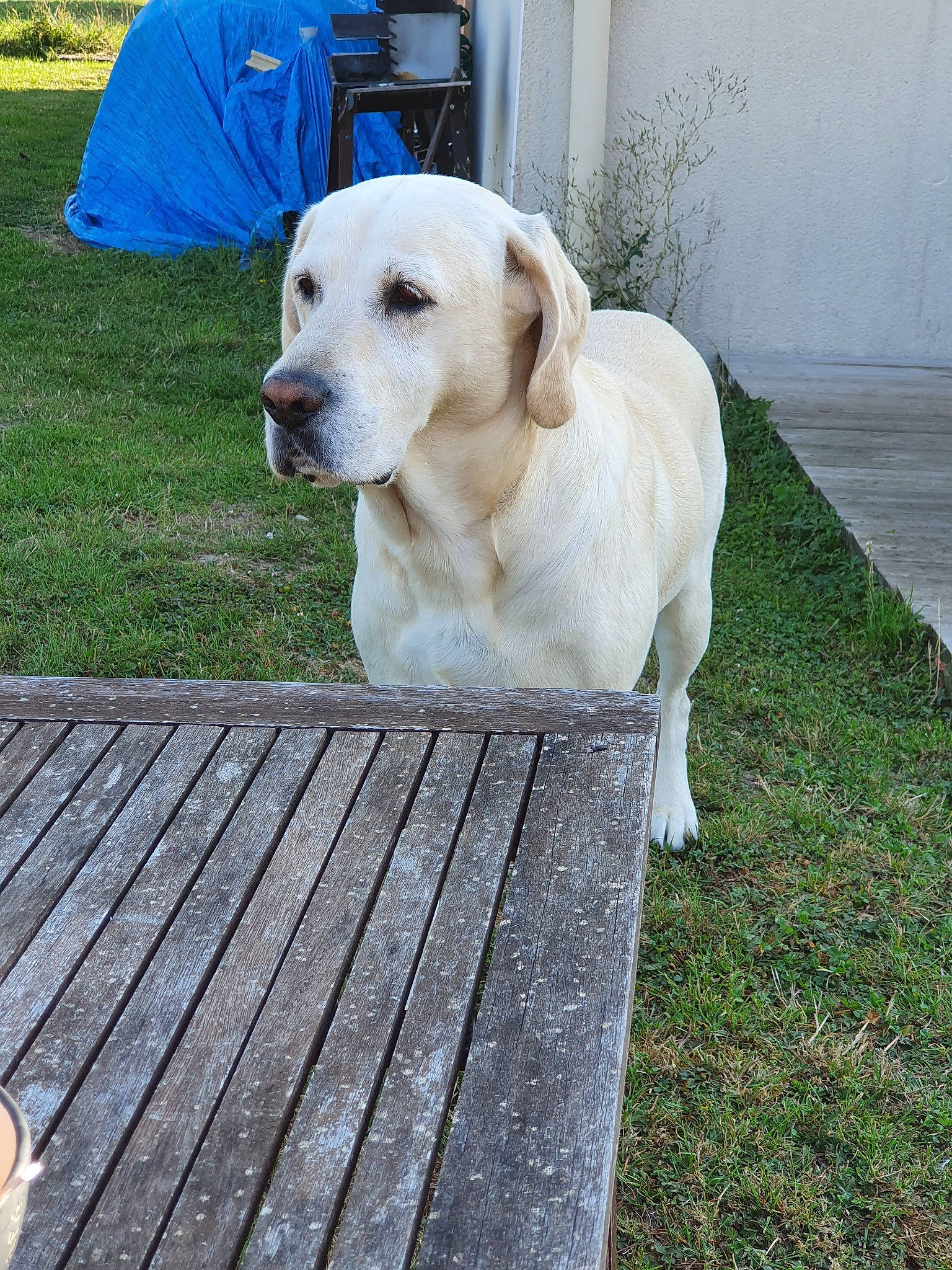 Balou a rejoint le concours — aidez-le/la à gagner de superbes lots ! canidae, carnivore, companion_dog, dog, dog_breed, fawn, grass, hunting_dog, labrador_retriever, mammal, pointing_breed, retriever, snout, sporting_group, tail