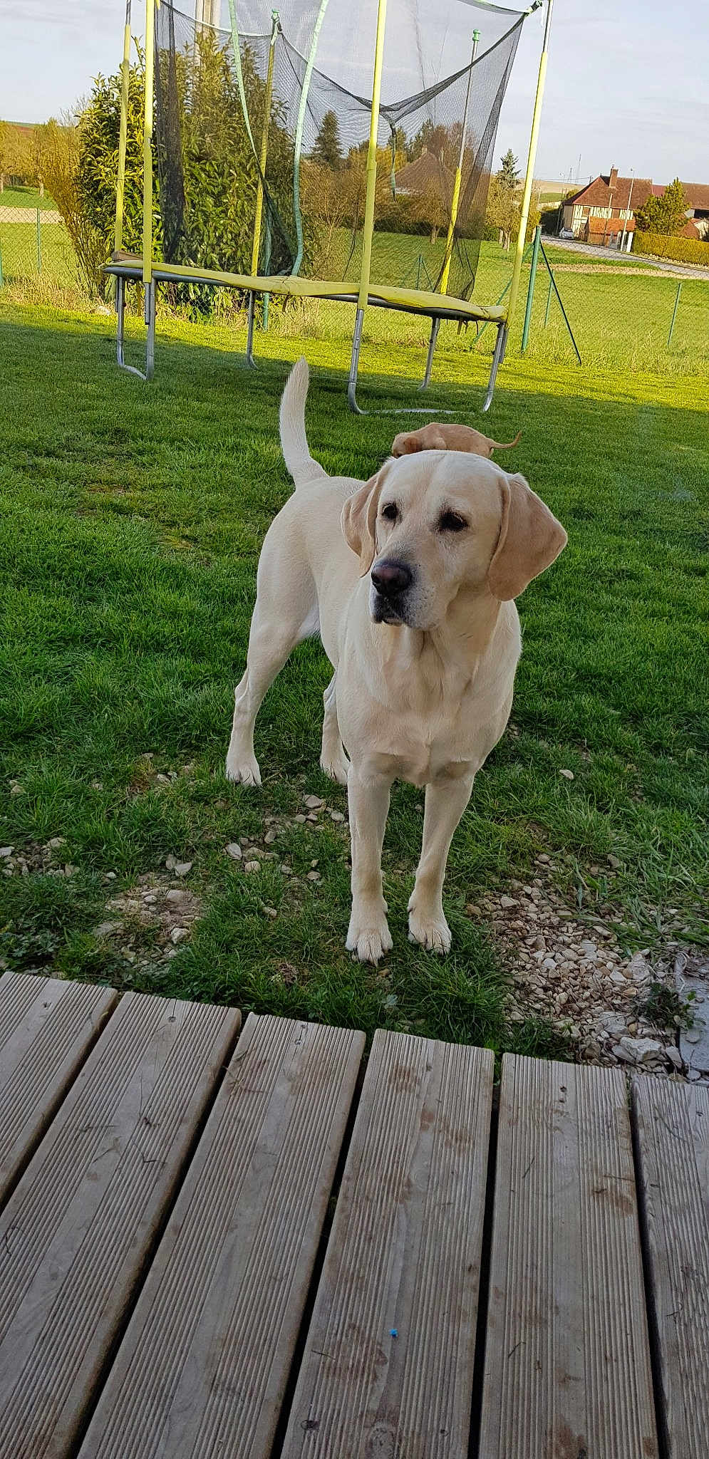 Balou