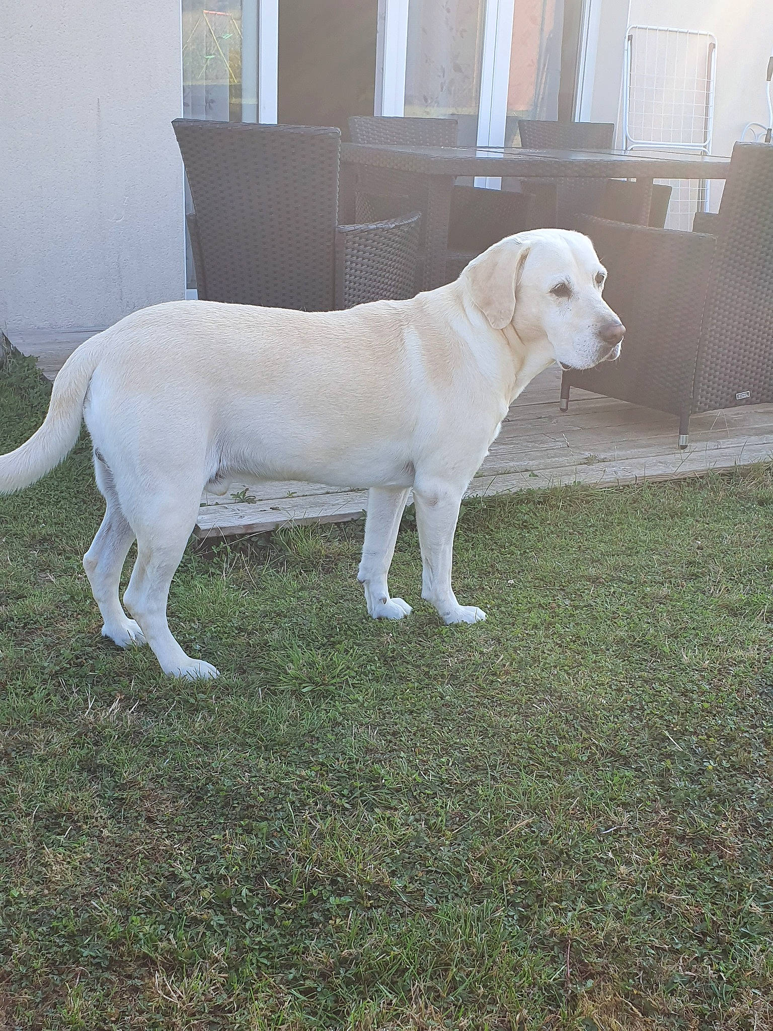 Balou participe au concours pour gagner de l'argent avec cette photo : canidae, carnivore, dog, dog_breed, fawn, labrador_retriever, mammal, rare_breed_dog, retriever, sporting_group, tail, vertebrate