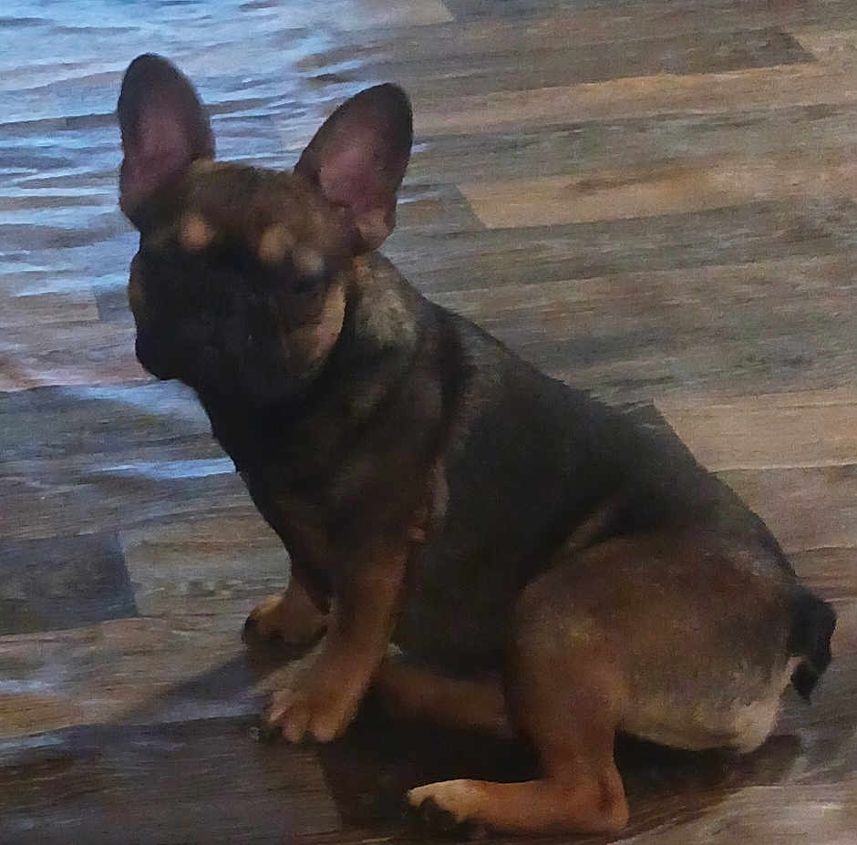 Miracle joined the competition — help win amazing prizes! animal, bulldog, canine, dog, frenchbulldog, germanshepherd, pet, pitbull, pug, puppy