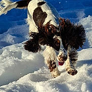 Abby a rejoint le concours — aidez-le/la à gagner de superbes lots ! dog, black_and_white, snow, playful, outdoor, pet, animal, fur, ears, tongue, winter, nature, running, active, canine, joyful, sunlight, cold, daytime, motion