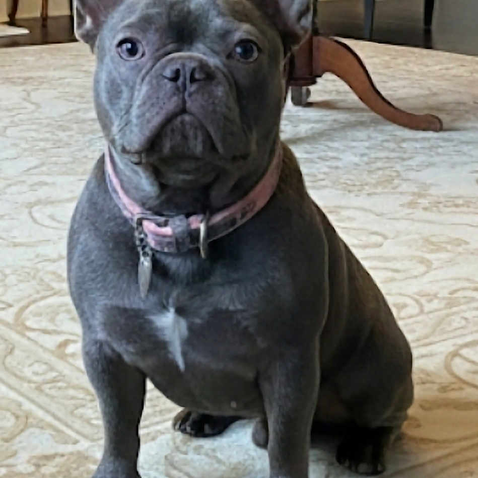 Bella is registered to the contest to win money with this photo: animal, brown_floor, carpet, chair, collar, cute, dog, domestic, ears, face, floor, french_bulldog, furniture, house, indoor, living_room, pet, portrait, sitting, table