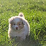 Roy a rejoint le concours — aidez-le/la à gagner de superbes lots ! adorable, animal, cute, daylight, dog, field, fluffy, fur, grass, greenery, mammal, nature, outdoor, pet, playful, puppy, small, sunlight, walking, young