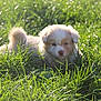 Roy a rejoint le concours — aidez-le/la à gagner de superbes lots ! adorable, animal, canine, cute, daylight, field, fluffy, fur, grass, greenery, mammal, nature, outdoor, pet, playful, puppy, resting, small, sunlight, young