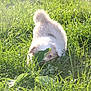 adorable, animal, cute, daylight, dog, field, fur, grass, greenery, hiding, leaf, nature, outdoor, pet, playful, puppy, small_dog, sunlight, sunny, young_animal