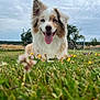 Roy participe au concours pour gagner de l'argent avec cette photo : dog, animal, outdoor, grass, flowers, blue_eyes, tongue_out, happy, pet, canine, field, nature, ears_up, smiling, muzzle, fur, sky, cloudy, portrait, closeup