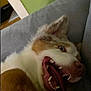 Roy a rejoint le concours — aidez-le/la à gagner de superbes lots ! dog, canine, teeth, tongue, mouth_open, pet, animal, indoor, couch, fur, ears, close_up, lying_down, expression, home, playful, brown, white, tongue_out, funny