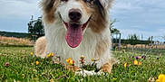 Roy participe au concours pour gagner de l'argent avec cette photo : animal, blue_eyes, canine, closeup, cloudy, dog, ears, field, flower, fluffy, fur, grass, happy, lying_down, nature, outdoor, pet, playful, sky, tongue