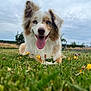animal, blue_eyes, canine, closeup, cloudy, dog, ears, field, flower, fluffy, fur, grass, happy, lying_down, nature, outdoor, pet, playful, sky, tongue