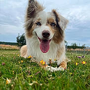 Roy a rejoint le concours — aidez-le/la à gagner de superbes lots ! dog, australian_shepherd, blue_eyes, tongue_out, grass, flowers, field, outdoor, canine, pet, animal, nature, happy, panting, fur, ears, rural, sky, cloudy, closeup
