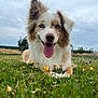 dog, australian_shepherd, blue_eyes, tongue_out, grass, flowers, field, outdoor, canine, pet, animal, nature, happy, panting, fur, ears, rural, sky, cloudy, closeup