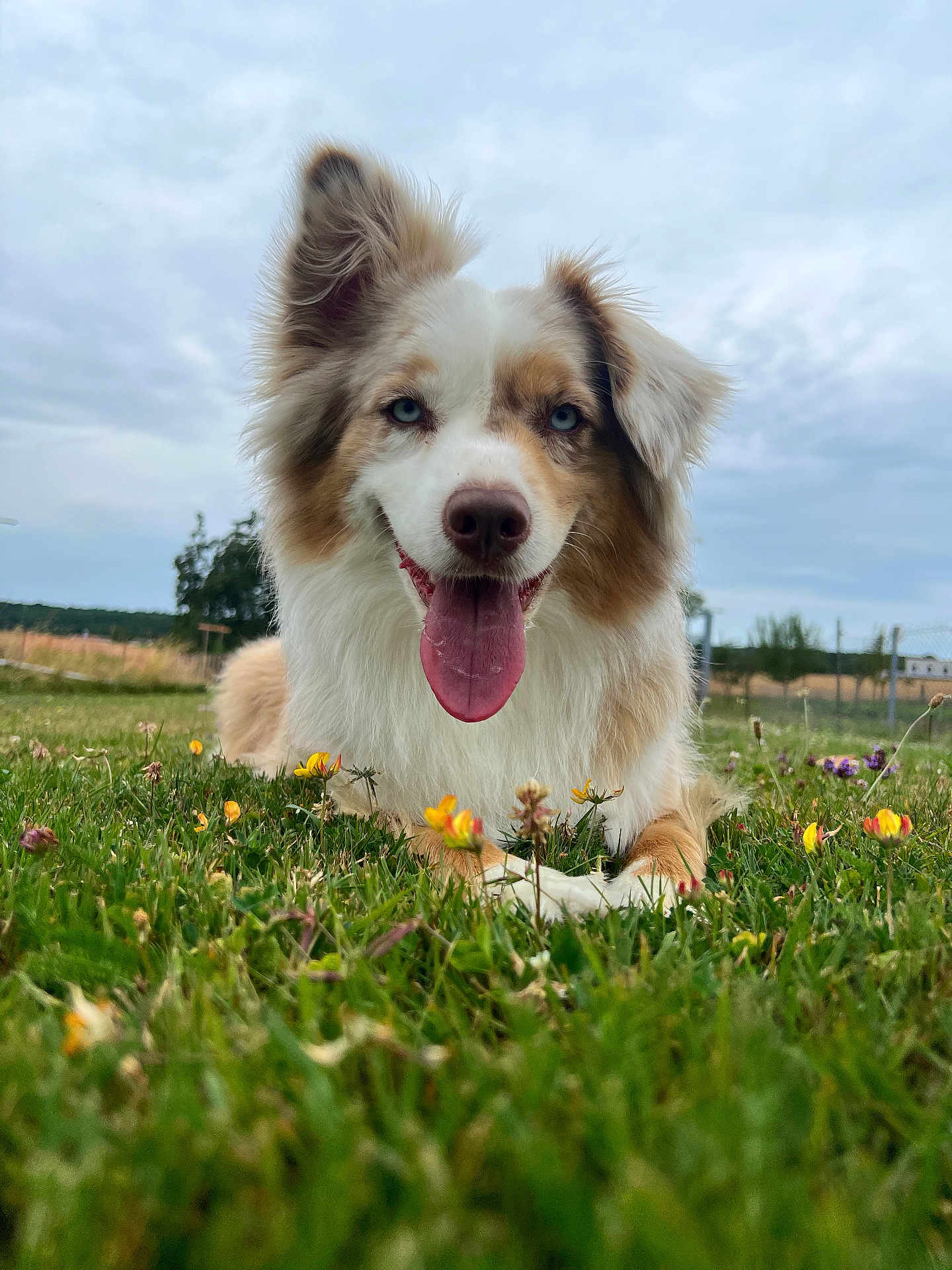 Roy a rejoint le concours — aidez-le/la à gagner de superbes lots ! dog, australian_shepherd, blue_eyes, tongue_out, grass, flowers, field, outdoor, canine, pet, animal, nature, happy, panting, fur, ears, rural, sky, cloudy, closeup