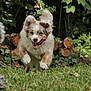 active, animal, blue_eyes, canine, dog, excited, forest, fur, grass, happy, leaves, logs, mid_action, nature, outdoor, pet, playful, running, summer, tongue