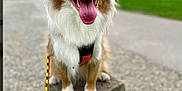 Roy a rejoint le concours — aidez-le/la à gagner de superbes lots ! dog, australian_shepherd, blue_eyes, tongue_out, leash, concrete_block, grass, park, outdoor, happy, pet, canine, fur, animal, nature, smiling, sitting, daytime, blurred_background, cute