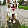 dog, australian_shepherd, blue_eyes, tongue_out, leash, concrete_block, grass, park, outdoor, happy, pet, canine, fur, animal, nature, smiling, sitting, daytime, blurred_background, cute