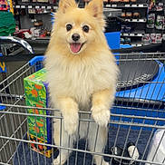 Louis joined the competition — help win amazing prizes! dog, pomeranian, shopping_cart, store, pet, animal, furry, cute, happy, tongue_out, indoor, retail, shelf, product, shopping, pet_in_cart, toy, container, floor, blanket