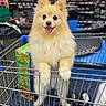 dog, pomeranian, shopping_cart, store, pet, animal, furry, cute, happy, tongue_out, indoor, retail, shelf, product, shopping, pet_in_cart, toy, container, floor, blanket