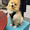 Louis joined the competition — help win amazing prizes! dog, small_dog, fluffy, pet, indoor, stool, black_harness, curious, animal, furniture, person, sweater, sitting, table, shelf, container, floor, cute, looking, domestic