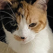 Minoucha a rejoint le concours — aidez-le/la à gagner de superbes lots ! abyssinian, angora, animal, cat, computer, computerhardware, computerkeyboard, electronics, hardware, kitten, laptop, manx, monitor, pc, person, pet, screen, siamese, snout, text