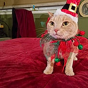 Lexi joined the competition — help win amazing prizes! cat, holiday_costume, red_hat, red_bedspread, green_decorations, indoor, pet, animal, feline, whiskers, ears, eyes, paws, fabric, bed, decorative, costume, festive, cute, posing