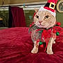cat, holiday_costume, red_hat, red_bedspread, green_decorations, indoor, pet, animal, feline, whiskers, ears, eyes, paws, fabric, bed, decorative, costume, festive, cute, posing
