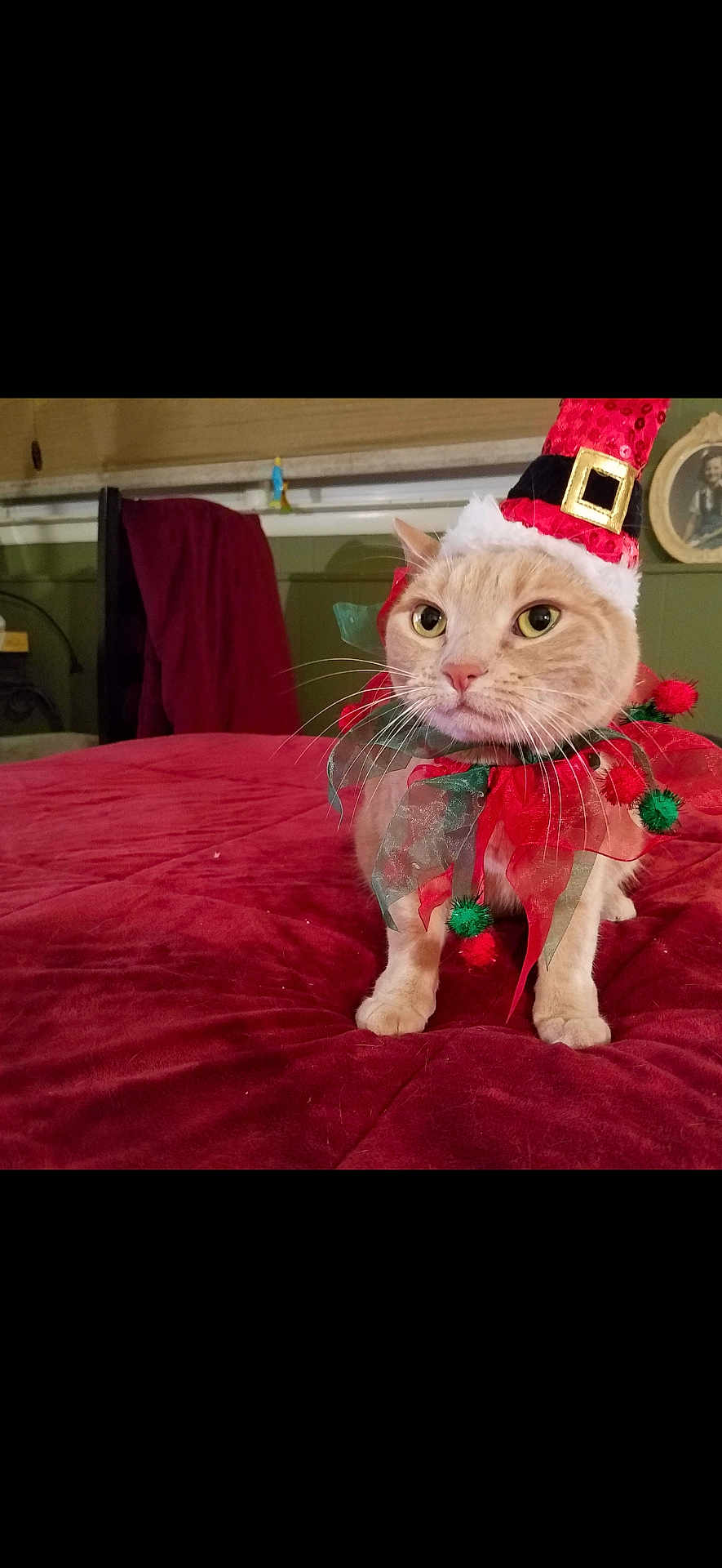 Lexi joined the competition — help win amazing prizes! cat, holiday_costume, red_hat, red_bedspread, green_decorations, indoor, pet, animal, feline, whiskers, ears, eyes, paws, fabric, bed, decorative, costume, festive, cute, posing