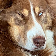 Petrus participe au concours pour gagner de l'argent avec cette photo : animal, blue_eyes, brown_fur, canine, close_up, cute, dog, expression, face, fluffy, fur, indoor, nose, pet, portrait, relaxed, sleepy, whiskers, white_fur, winking