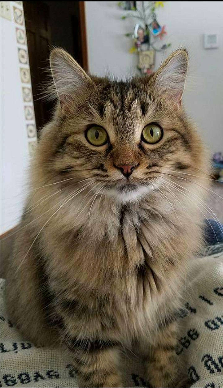 Jazzie is registered to the contest to win money with this photo: carnivore, cat, domestic_short_haired_cat, felidae, fur, maine_coon, paw, small_to_medium_sized_cats, snout, terrestrial_animal, whiskers