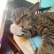 Mr. Bean is registered to the contest to win money with this photo: cat, tabby_cat, paw, bed, blanket, furniture, indoor, whiskers, relaxed, sleepy, closeup, pet, animal, wooden_bed, striped_fur, cozy, resting, natural_light, home, cute