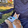 cat, orange_cat, white_cat, pet, outdoor, chair, leaves, autumn, park, sunny, animal, feline, fur, curious, relaxed, nature, daylight, grass, seat, leash