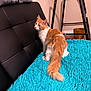cat, orange_cat, white_cat, fluffy_cat, turquoise_blanket, shaggy_blanket, black_couch, leather_couch, pillow, step_ladder, golden_pot, indoor, wall, floor, furniture, pet, animal, curious, sitting, looking_back
