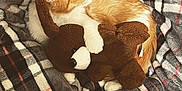 Mimi joined the competition — help win amazing prizes! cat, orange_cat, white_cat, plush_toy, teddy_bear, blanket, plaid, cozy, indoor, pet, fur, cute, snuggling, soft, resting, comfort, animal, domestic_animal, bedtime, warm