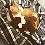 cat, orange_cat, white_cat, plush_toy, teddy_bear, blanket, plaid, cozy, indoor, pet, fur, cute, snuggling, soft, resting, comfort, animal, domestic_animal, bedtime, warm