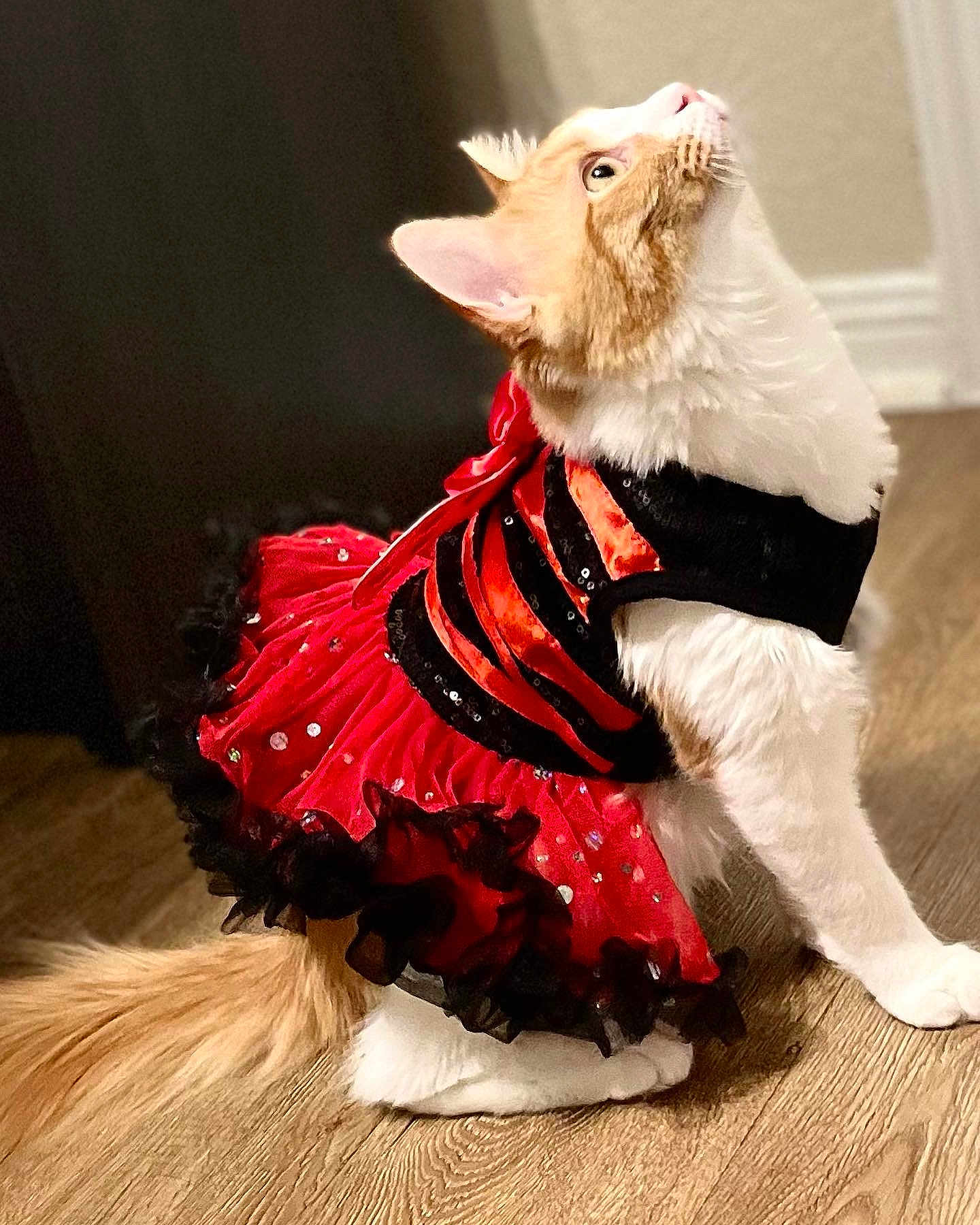 Mimi
