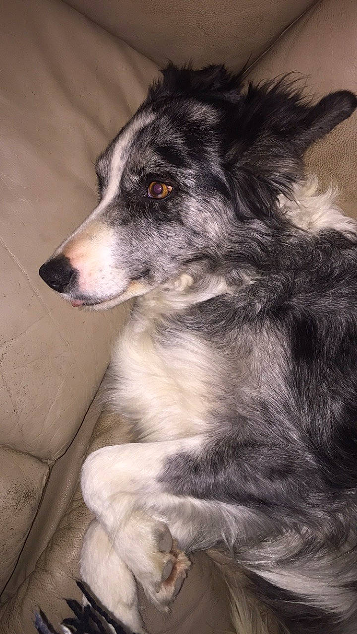 Gamine participe au concours pour gagner de l'argent avec cette photo : australian_collie, australian_shepherd, border_collie, canidae, carnivore, companion_dog, dog, dog_breed, herding_dog, longhaired_whippet, mammal, miniature_australian_shepherd, rare_breed_dog, silken_windhound, snout, stabyhoun, vertebrate, whiskers