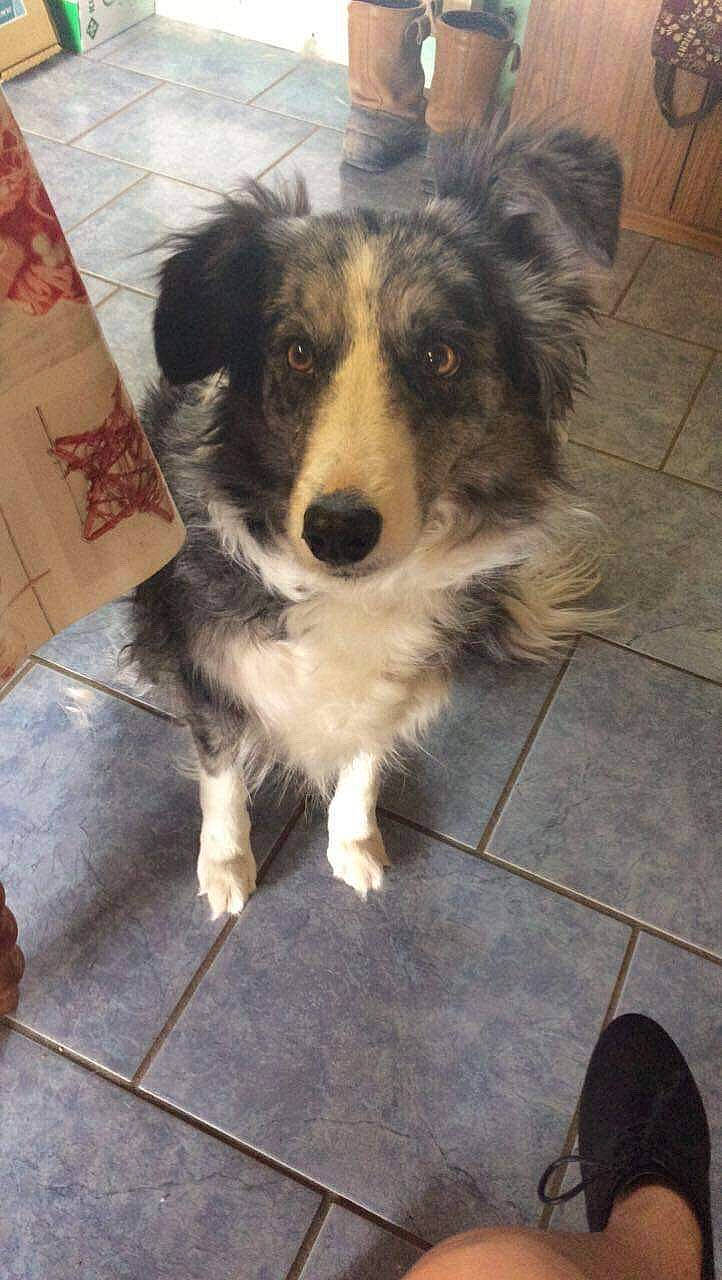 Gamine participe au concours pour gagner de l'argent avec cette photo : australian_collie, australian_shepherd, basque_shepherd_dog, border_collie, canidae, carnivore, companion_dog, dog, dog_breed, herding_dog, mammal, miniature_australian_shepherd, puppy, rare_breed_dog, snout, sporting_group, texas_heeler, vertebrate, welsh_sheepdog, working_dog