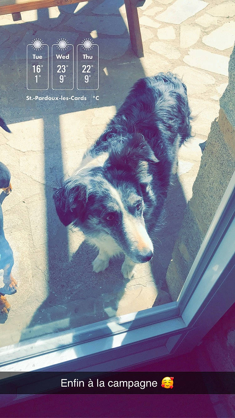 Gamine participe au concours pour gagner de l'argent avec cette photo : border_collie, canidae, carnivore, cat, companion_dog, dog, dog_breed, photo_caption, puppy, snapshot, sporting_group, street_dog, tail, window